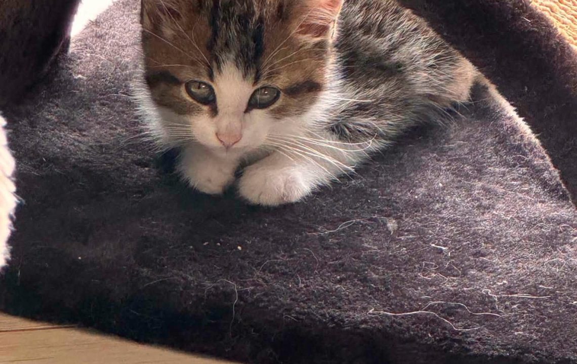 Pumba est un chaton visible à cysoing à l'adoption avec les amis d'ivar