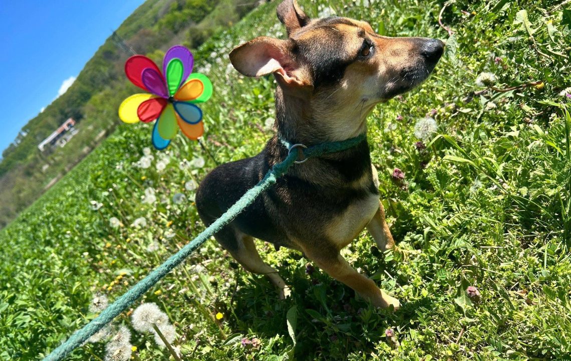 Roxy est à l'adoption avec les amis d'ivar