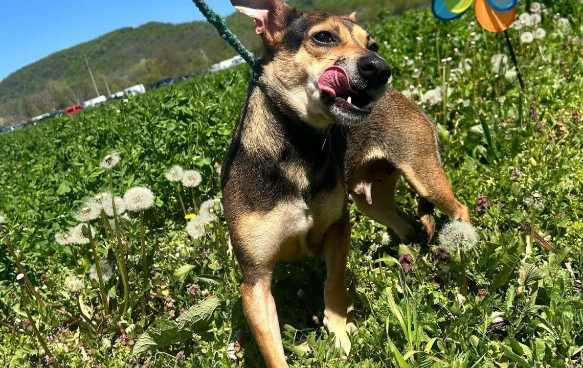 Roxy est à l'adoption avec les amis d'ivar