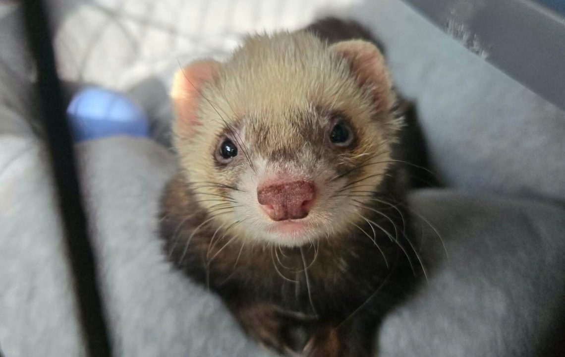 Samp furet à l'adotpion avec les amis d'ivar visible à lille