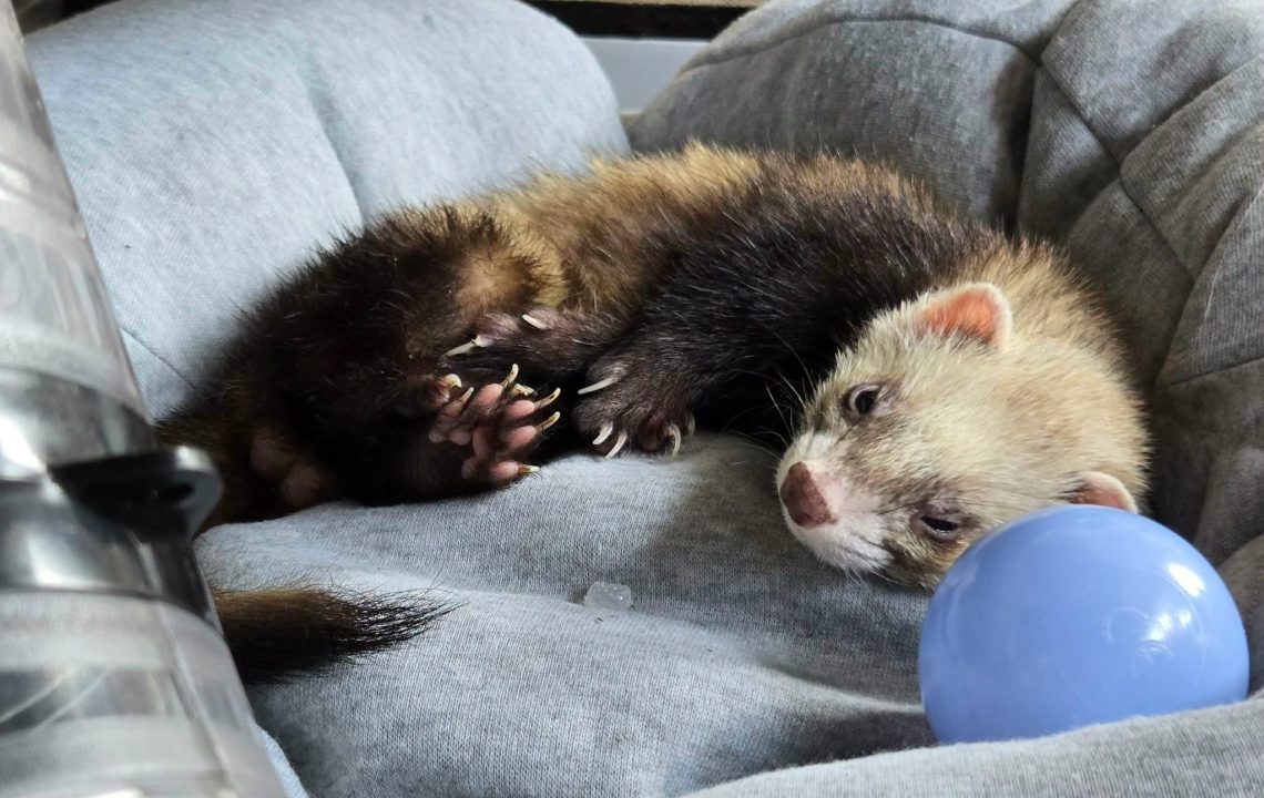Samp furet à l'adotpion avec les amis d'ivar visible à lille