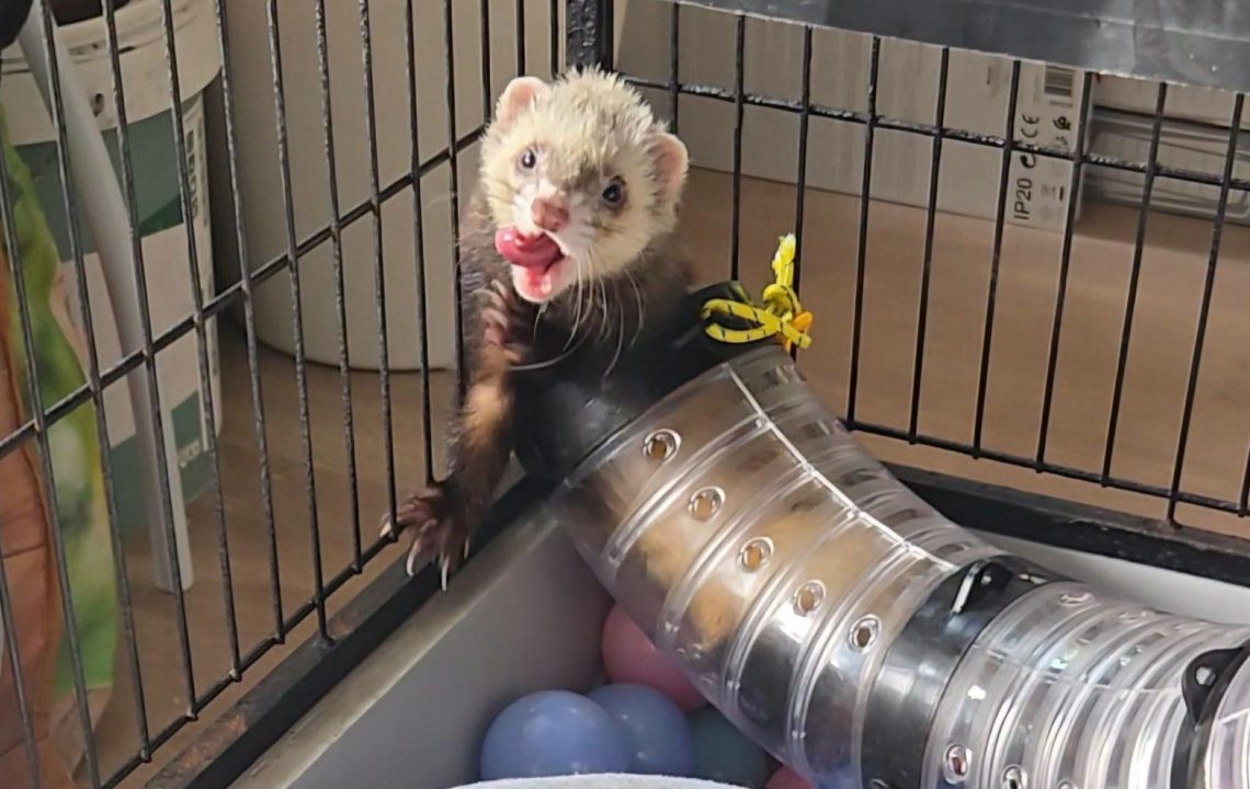 Samp furet à l'adotpion avec les amis d'ivar visible à lille