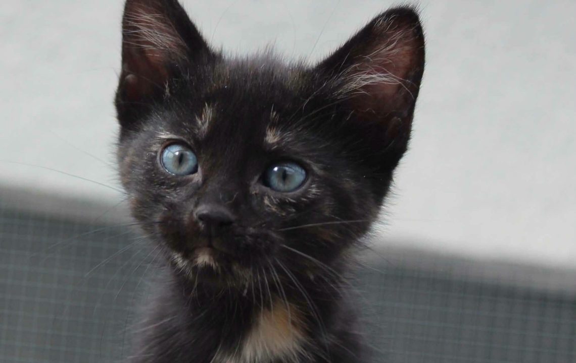 Sansa chaton à l'adoption avec les amis d'ivar