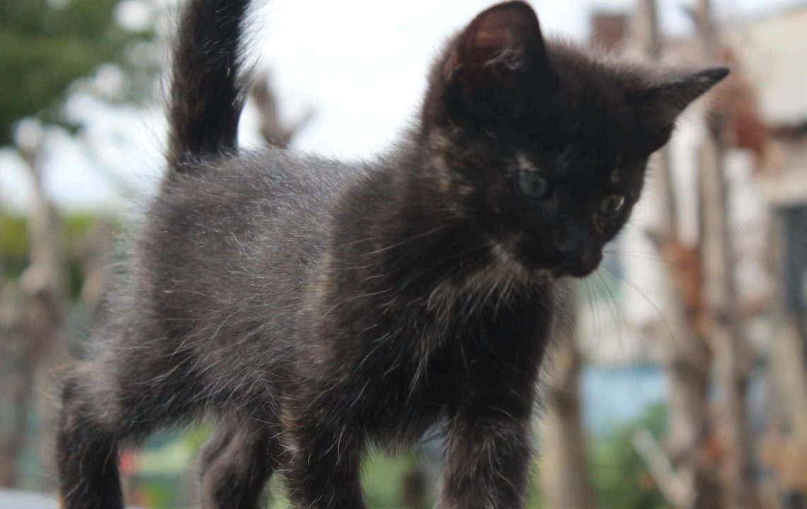 Sansa chaton à l'adoption avec les amis d'ivar