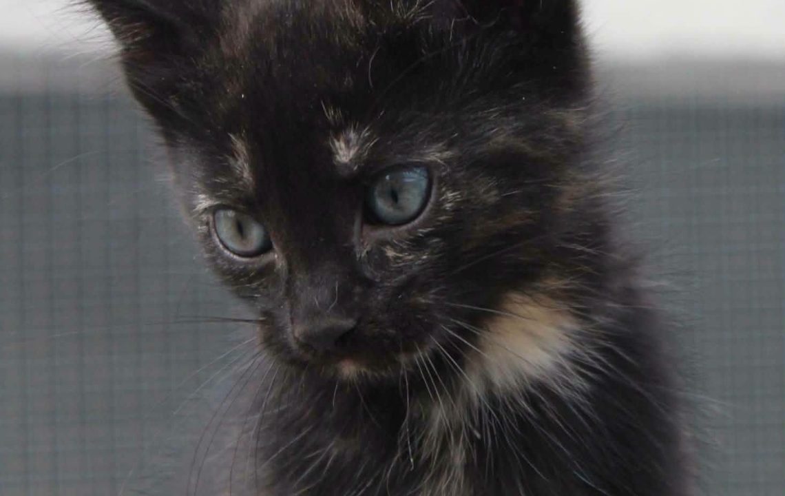Sansa chaton à l'adoption avec les amis d'ivar