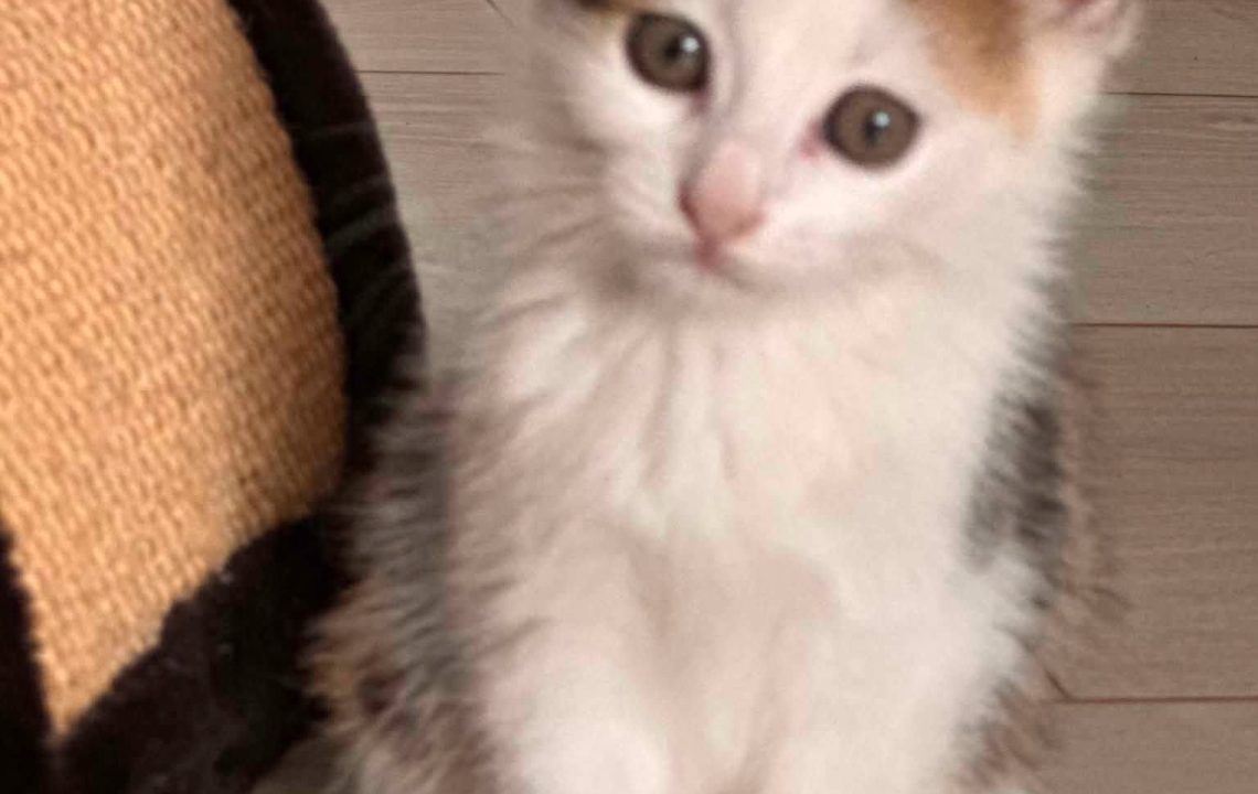 Simba à l'adoption avec Pumba avec les amis d'ivar