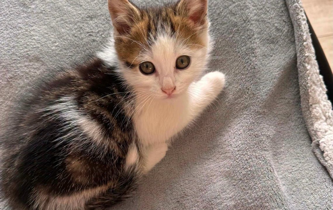 Simba à l'adoption avec Pumba avec les amis d'ivar