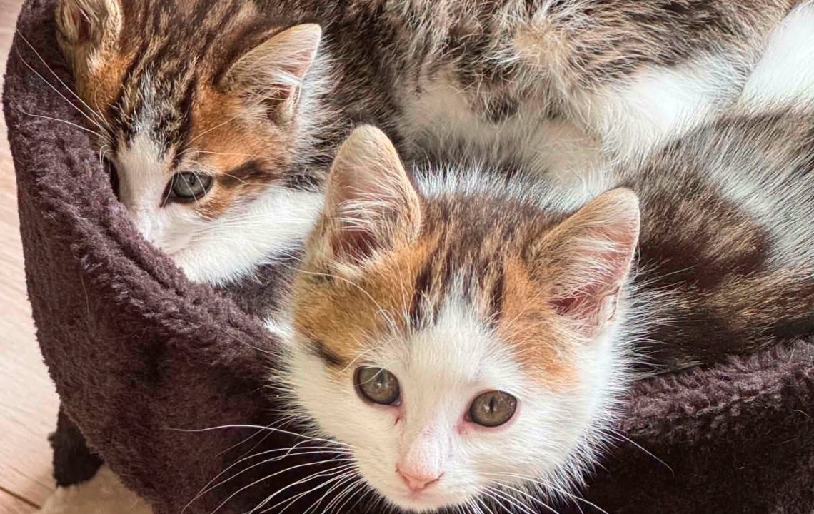Simba à l'adoption avec Pumba avec les amis d'ivar