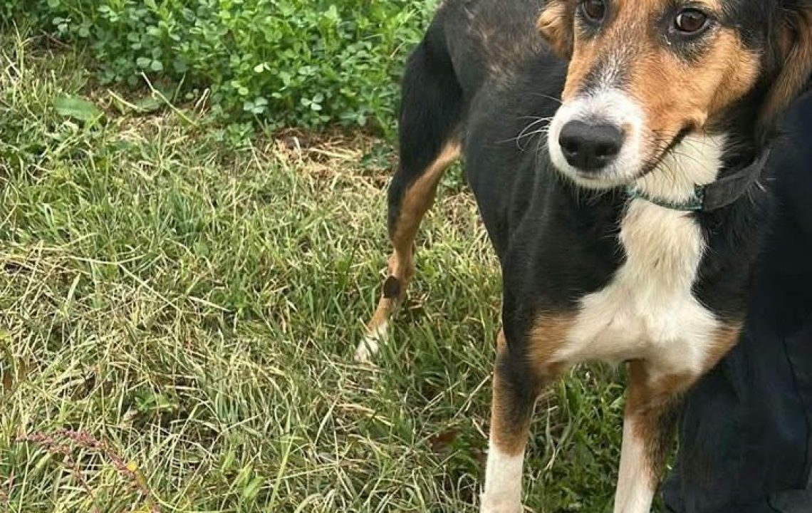 Tessie-amis-d-ivar-chien-adoption