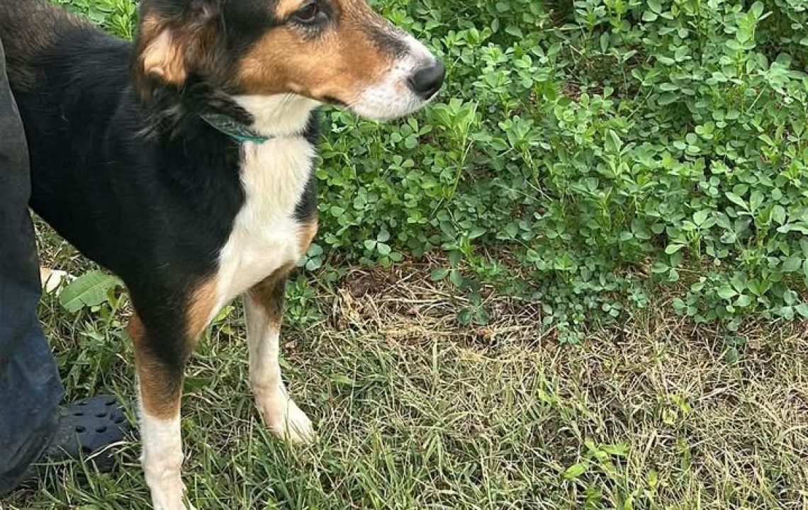 Tessie-amis-d-ivar-chien-adoption2