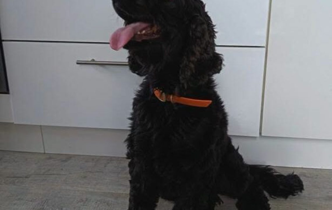 Ulysse-amis-d-ivar-chien3