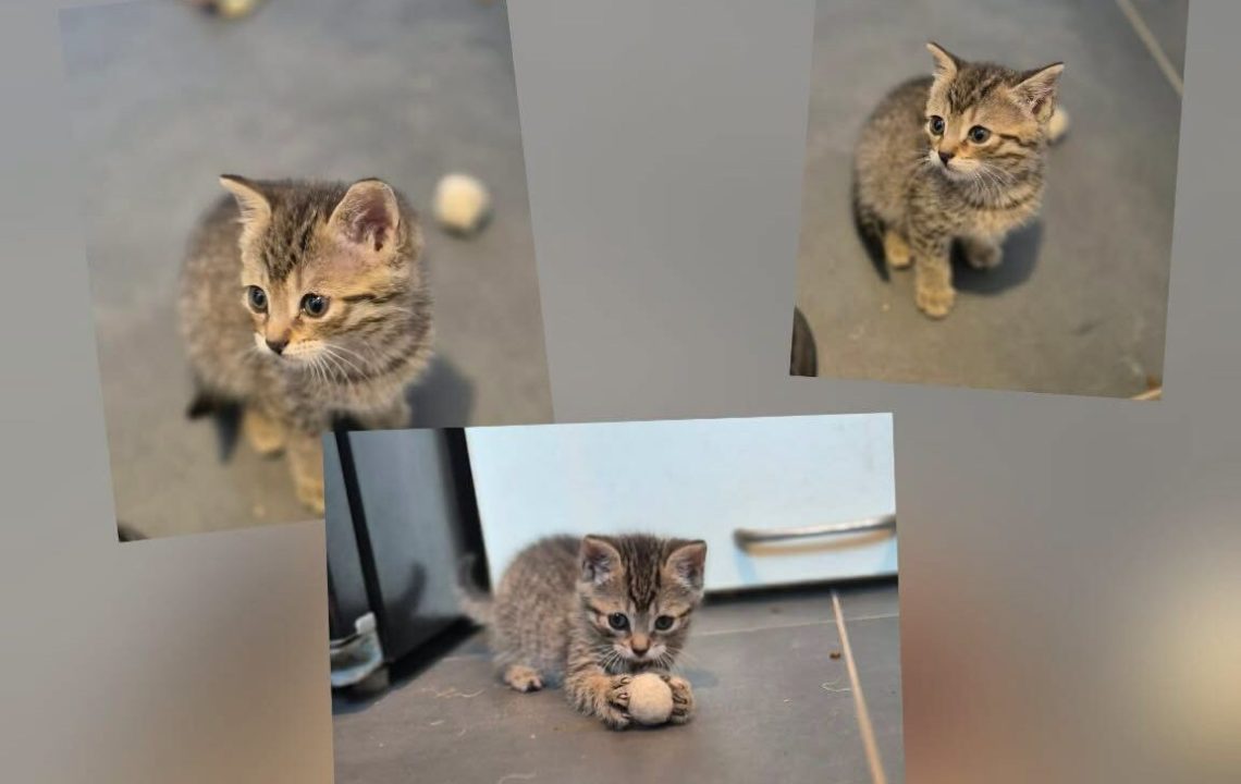 Vicky chaton à l'adoption à wannehain