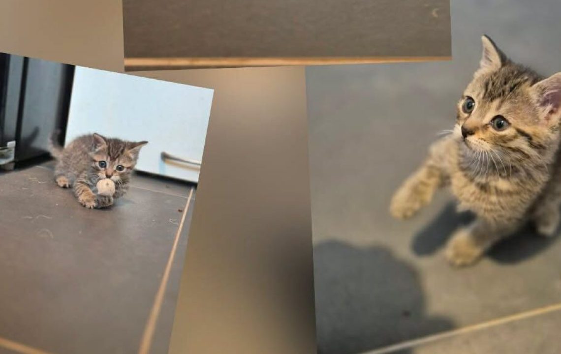 Vicky chaton à l'adoption à wannehain