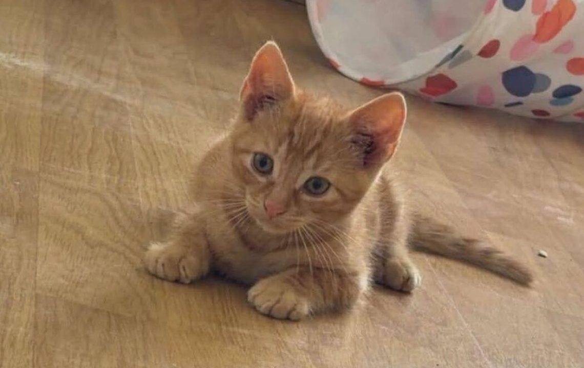 Weasley chaton de 3 mois à l'adoption avec les amis d'IVar