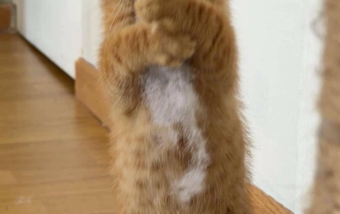 Weasley chaton de 3 mois à l'adoption avec les amis d'IVar