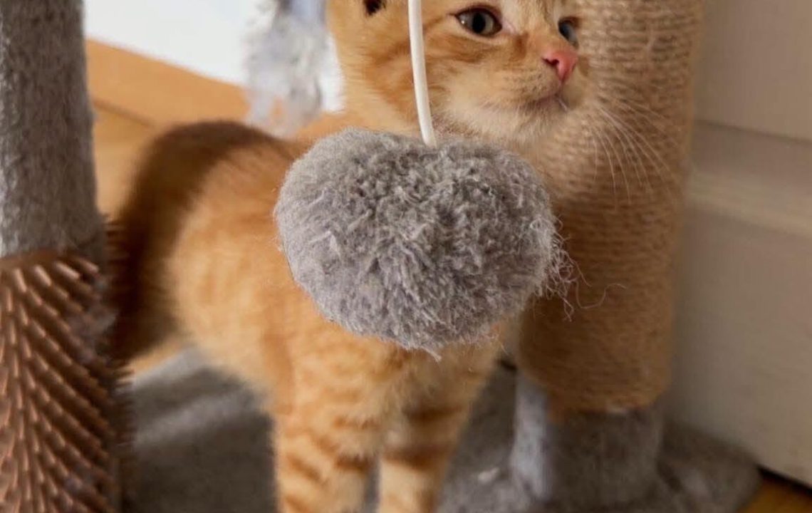 Weasley chaton de 3 mois à l'adoption avec les amis d'IVar