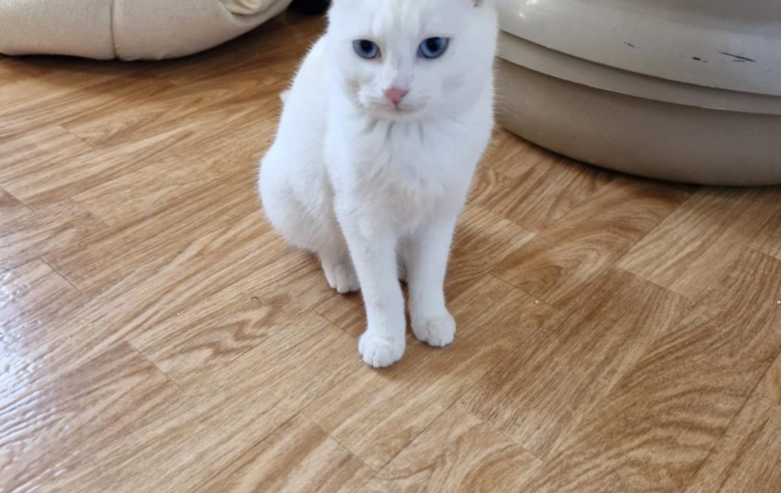 Shaun baisse la tête. A l'adoption sous l'association les amis d'Ivar dans la catégorie chat.