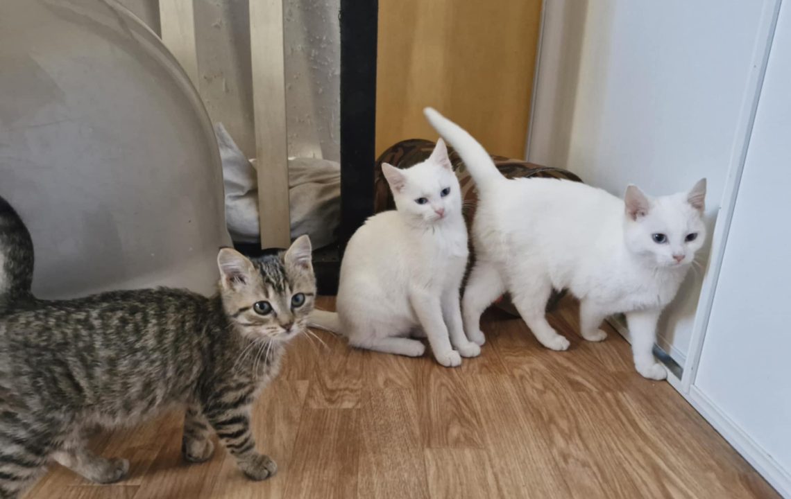 Océane est avec Boo et sa soeur Shaun, c'est un chat à l'adoption sous l'association les amis d'Ivar dans la catégorie chat.