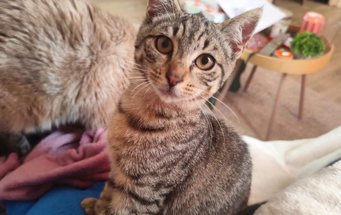 AÏko chat à l'adoption avec l'association les Amis d'Ivar