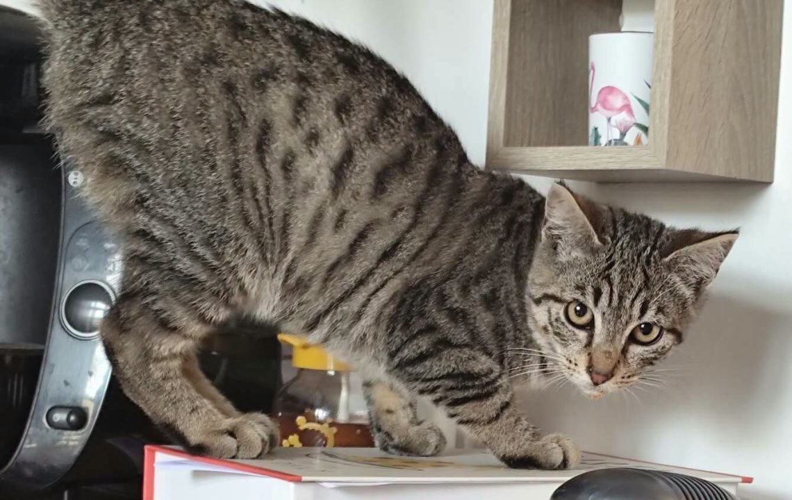 AÏko chat à l'adoption avec l'association les Amis d'Ivar