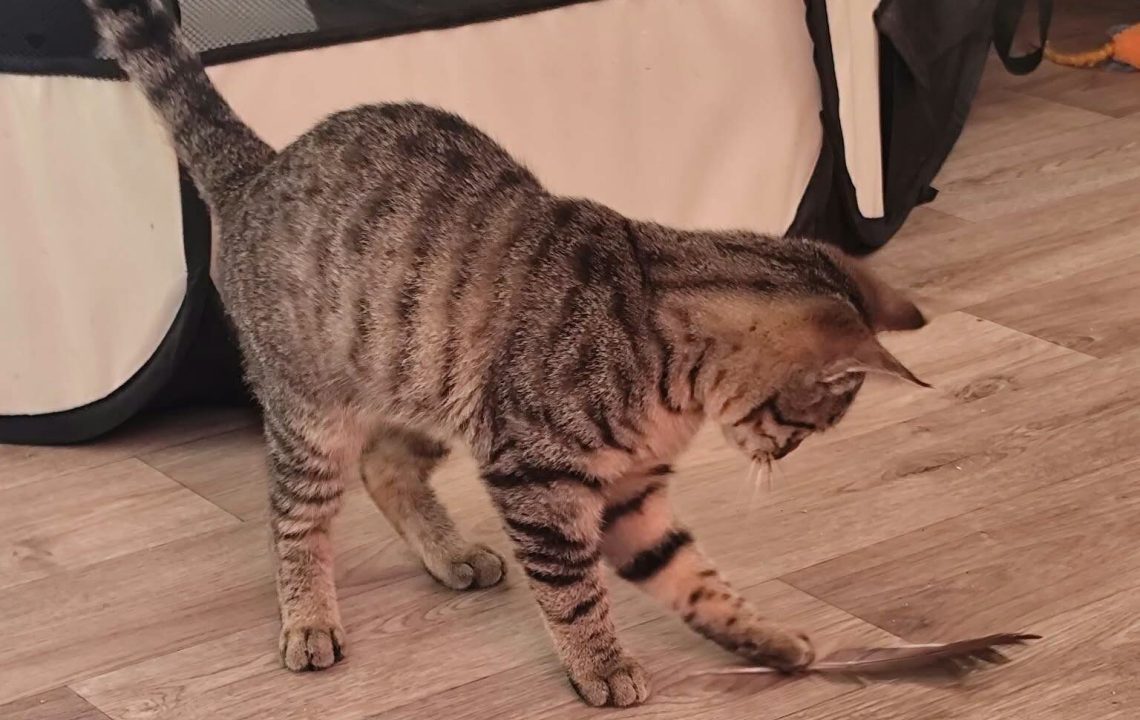 AÏko chat à l'adoption avec l'association les Amis d'Ivar