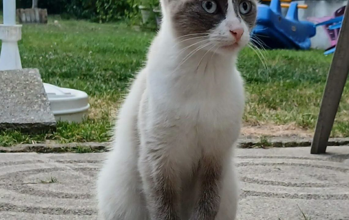 amy-chat-adoption-amis-d-ivar
