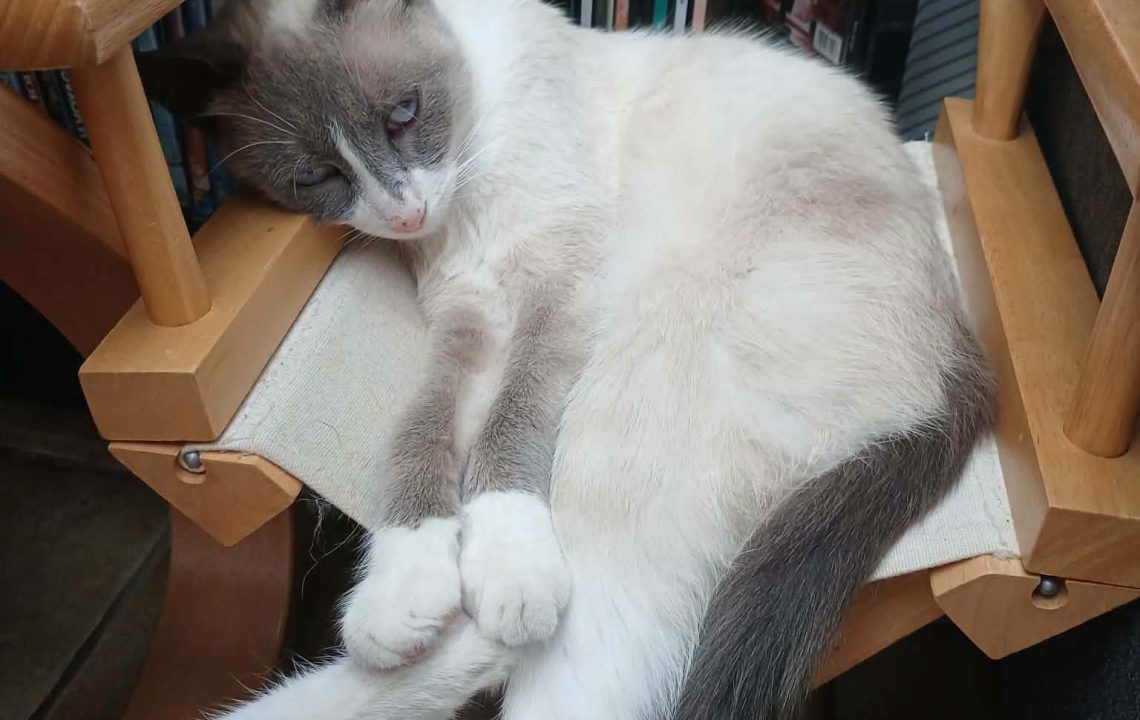 amy-chat-adoption-amis-d-ivar2
