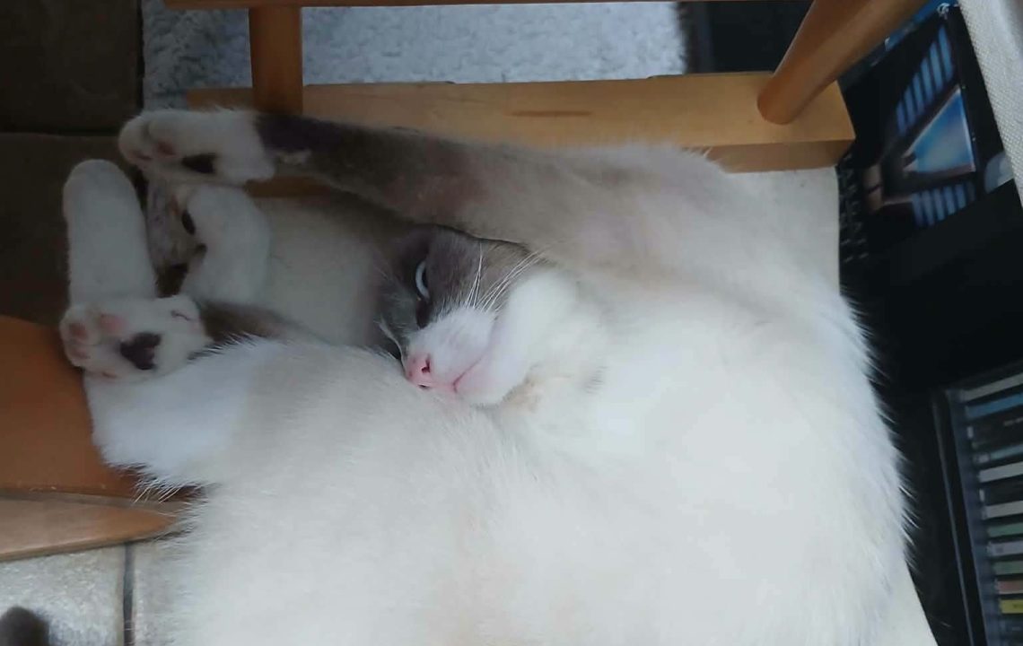 amy-chat-adoption-amis-d-ivar3