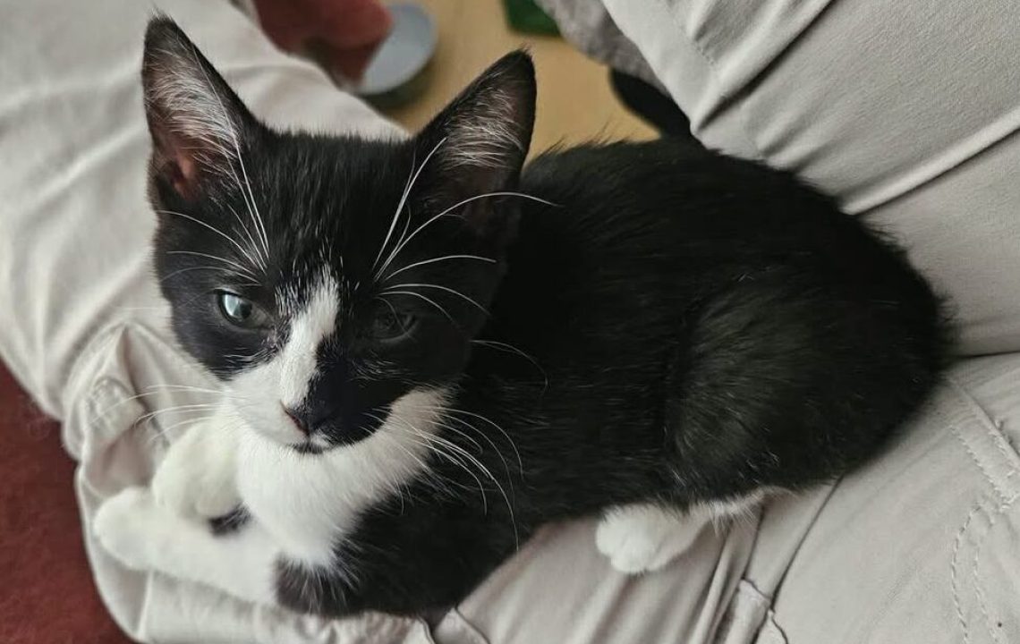 Arrow chaton à l'adoption avec les amis d'ivar