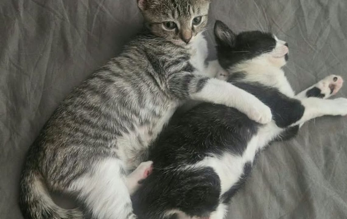 Arrow chaton à l'adoption avec les amis d'ivar