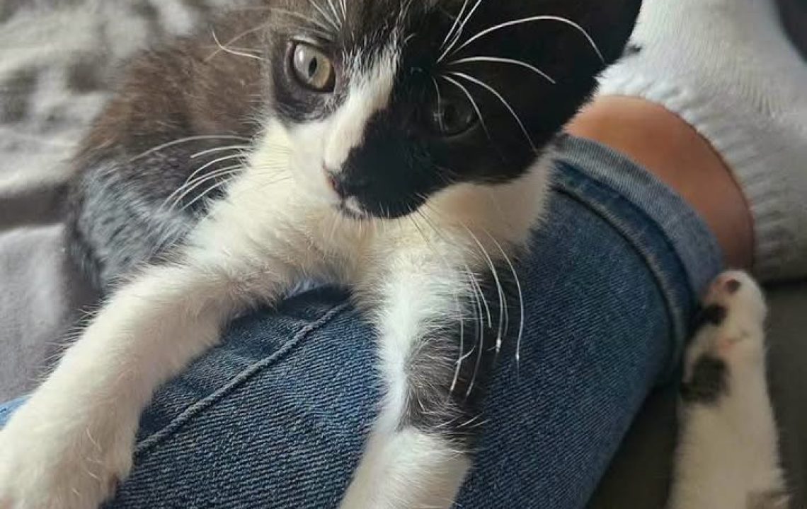 Arrow chaton à l'adoption avec les amis d'ivar