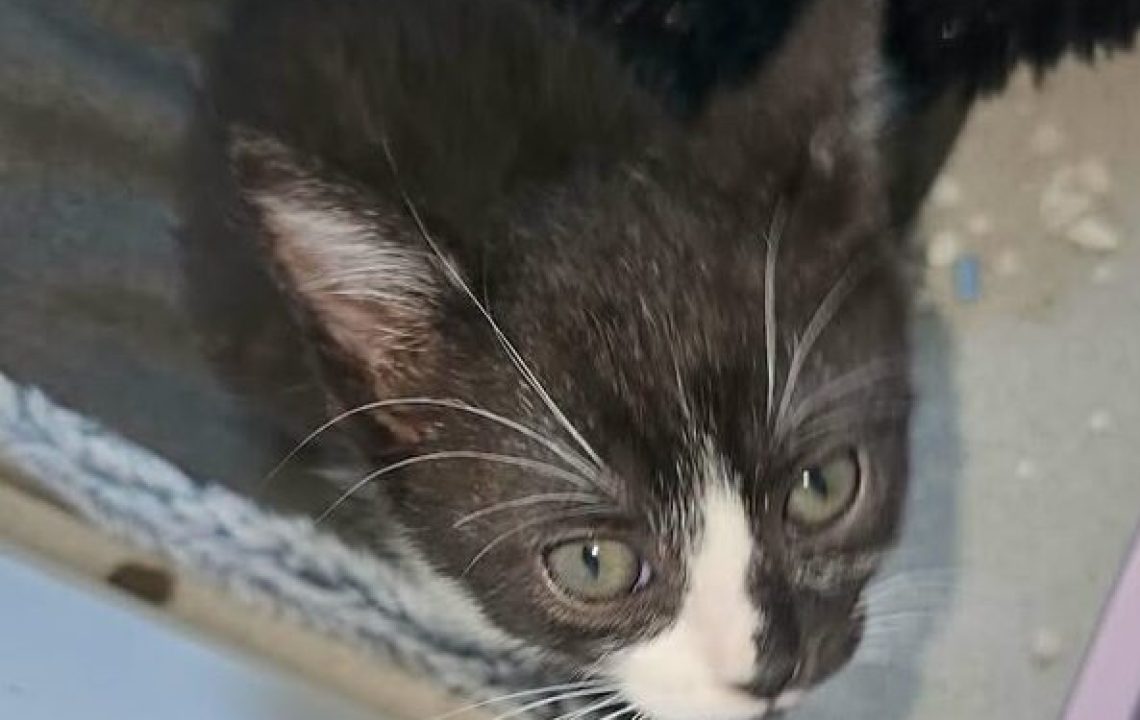 Arya chaton à l'adoption avec les amis d'ivar sur oignies