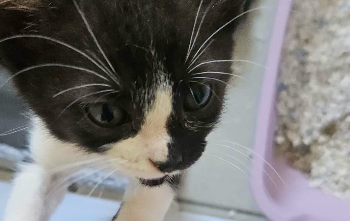 Arya chaton à l'adoption avec les amis d'ivar sur oignies