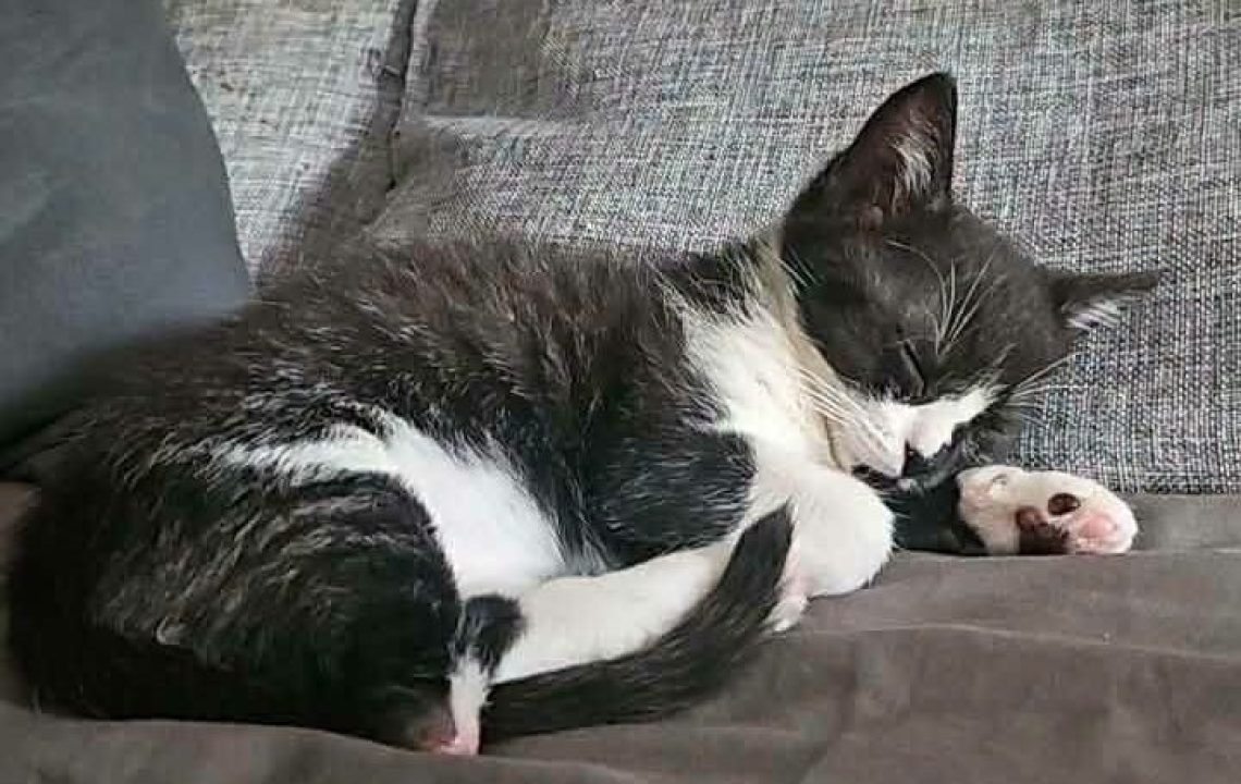 Arya chaton à l'adoption avec les amis d'ivar sur oignies