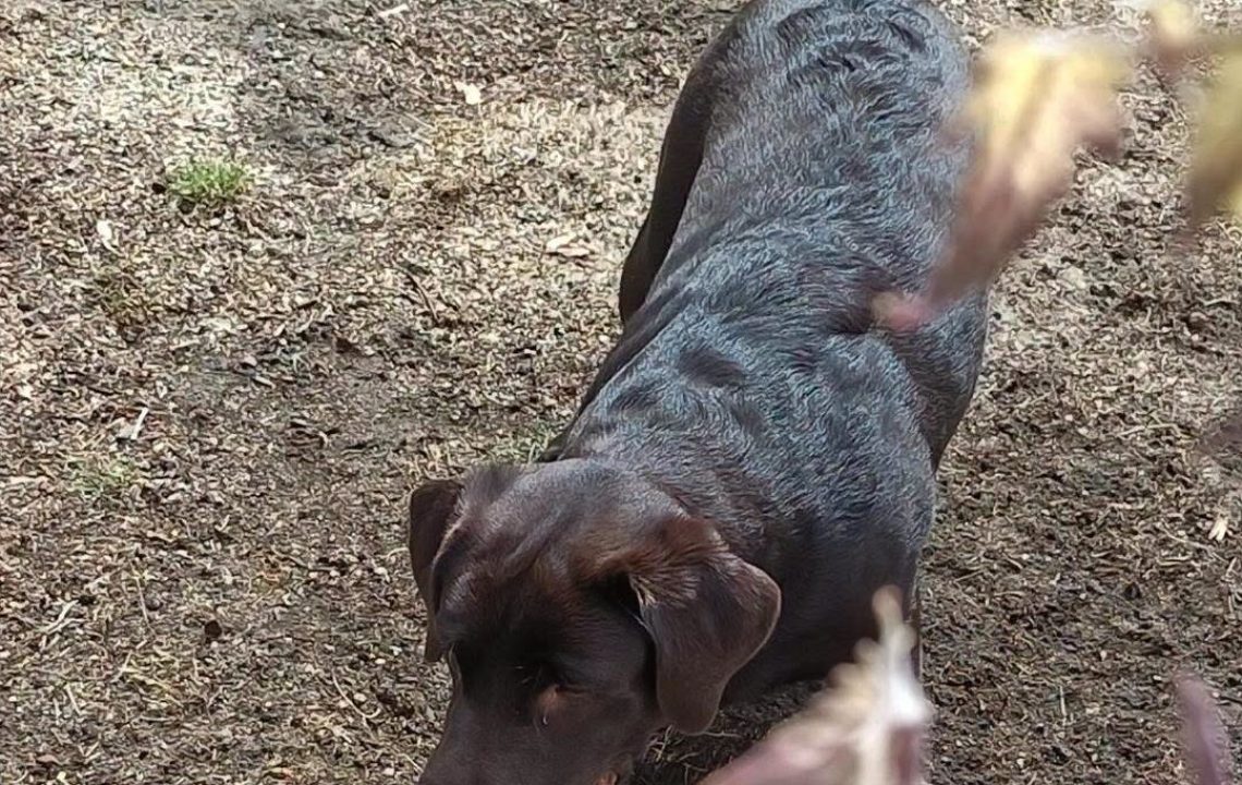 Athos chien à l'adoption avec les amis d'ivar à Valencienne