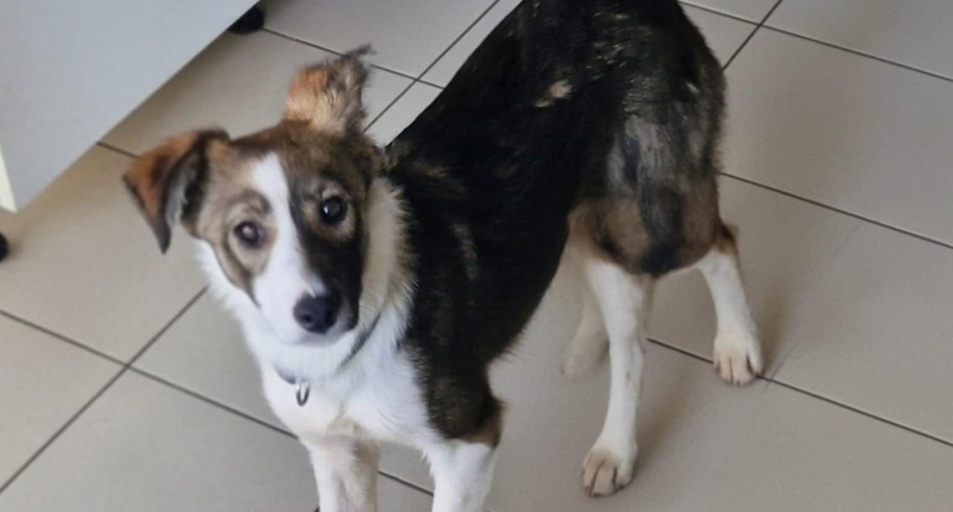Tracey_Les_amis_D_Ivar_association_Chien_adoption