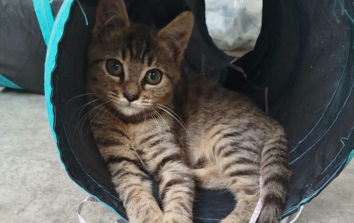 Baloo chaton à l'adoption avec les amis d'ivar sur caudry
