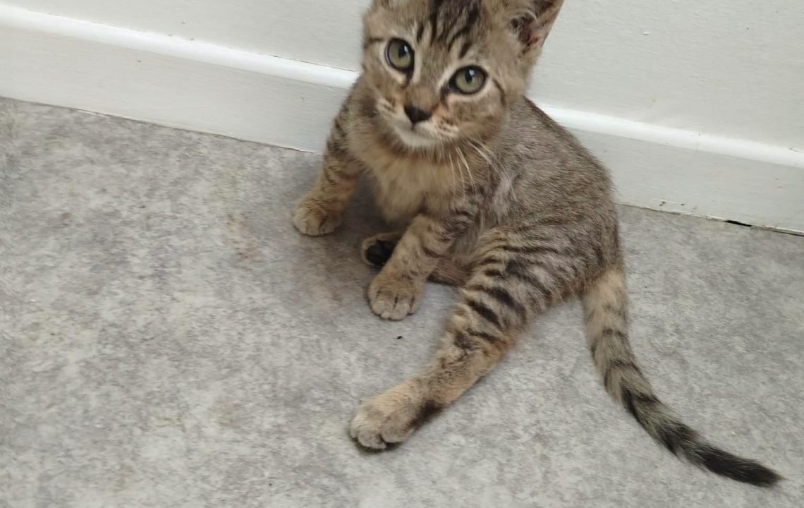 Baloo chaton à l'adoption avec les amis d'ivar sur caudry