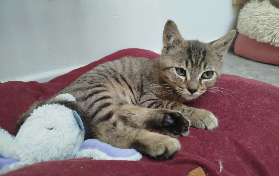 Baloo chaton à l'adoption avec les amis d'ivar sur caudry