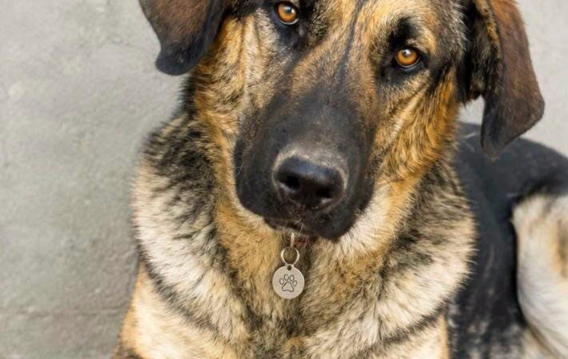 Baloo chien arménien à l'adoption avec les amis d'ivar