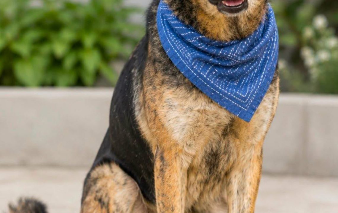 Baloo chien arménien à l'adoption avec les amis d'ivar