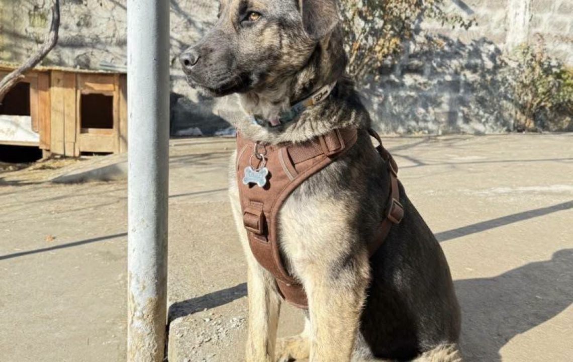 Baloo chien arménien à l'adoption avec les amis d'ivar