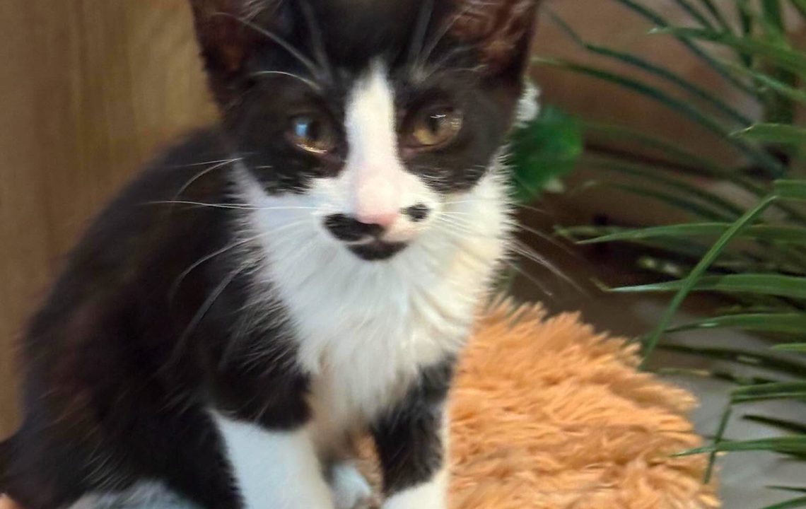 Baloo un chaton câlin à adopter avec les amis d'ivar