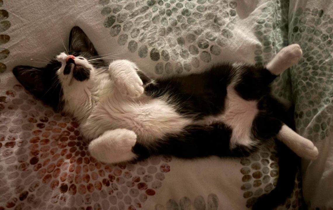 Baloo un chaton câlin à adopter avec les amis d'ivar