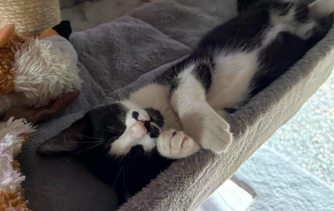 Baloo un chaton câlin à adopter avec les amis d'ivar