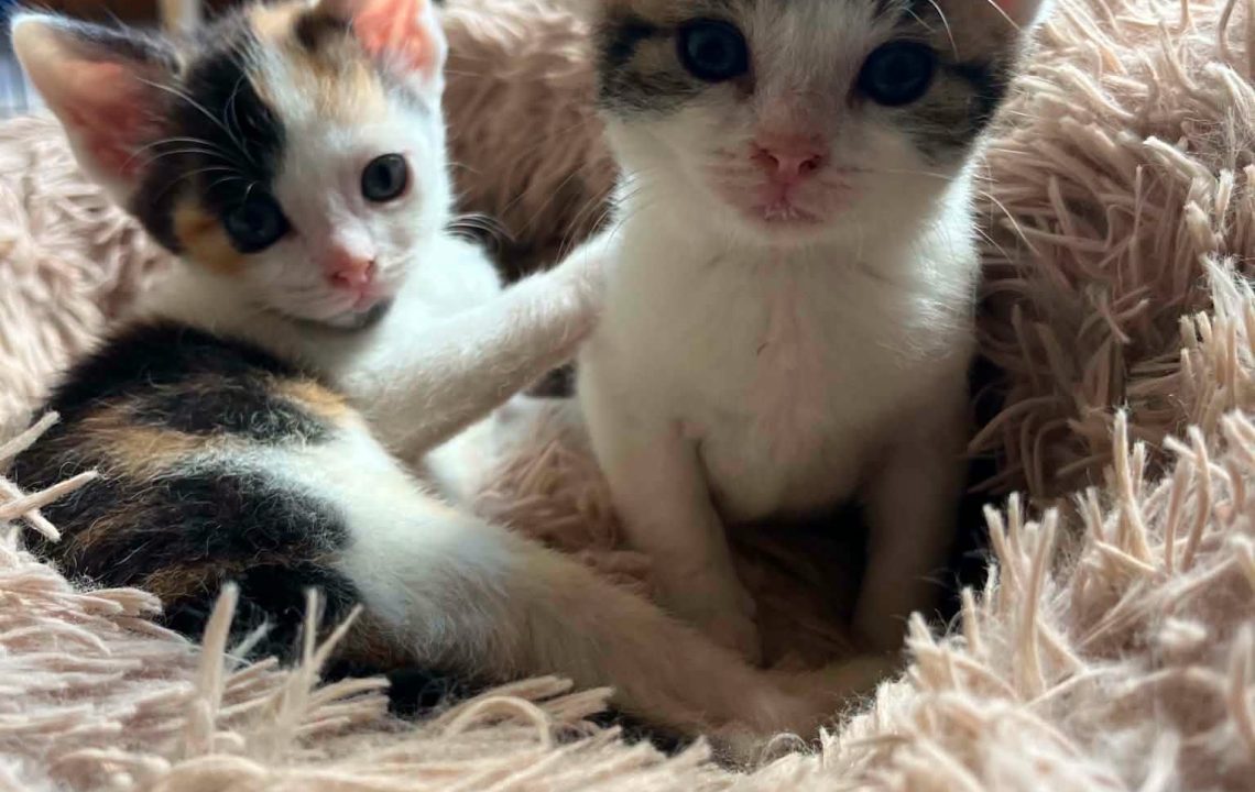 Deux chatons visibles sur cysoing qui recherchent leur famille d'adoption