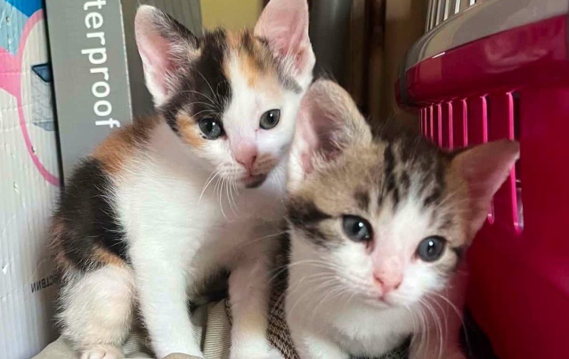 Deux chatons visibles sur cysoing qui recherchent leur famille d'adoption