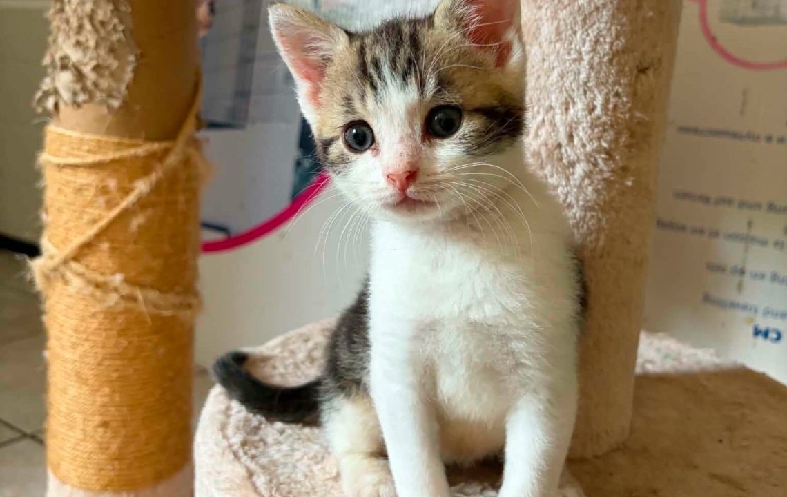Deux chatons visibles sur cysoing qui recherchent leur famille d'adoption