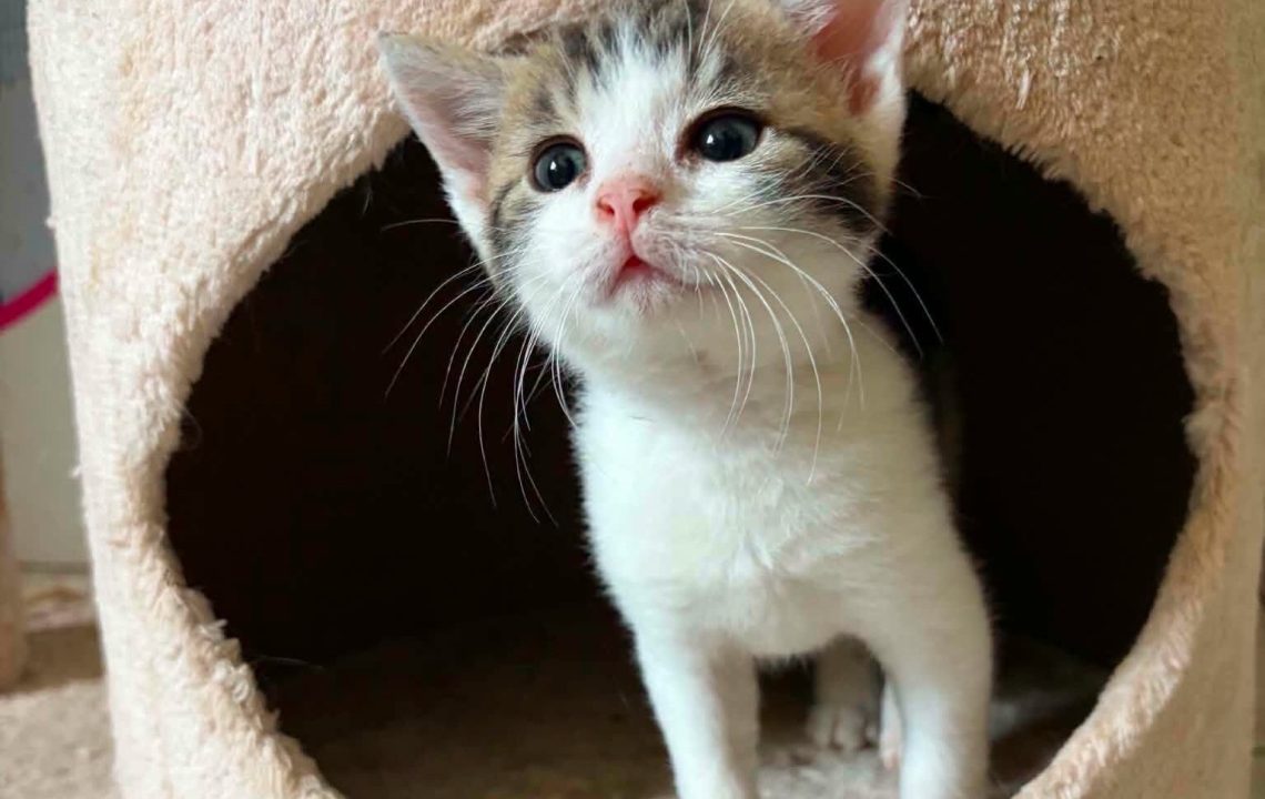 Deux chatons visibles sur cysoing qui recherchent leur famille d'adoption
