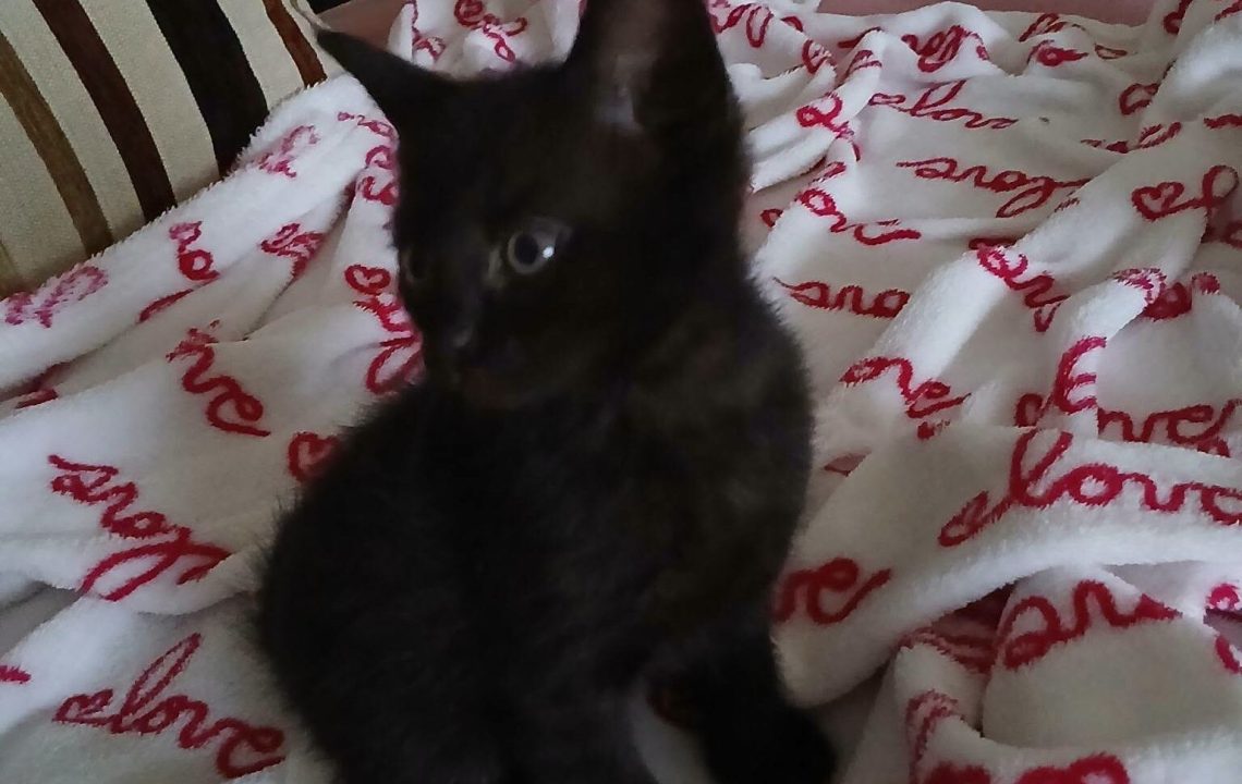 Banshee chatonne à cambrai à l'adoption avec les amis d'ivar